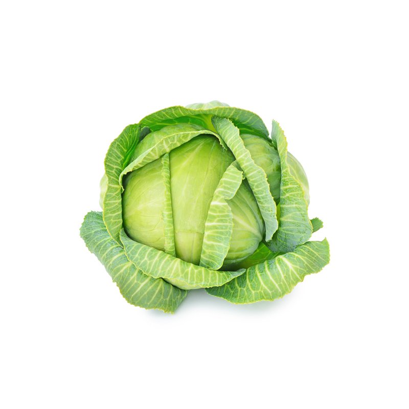 Life Extension, head of green cabbage in center of image with white background